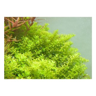 Micranthemum umbrosum pianta acquario vista