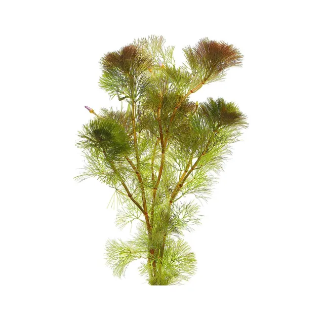 Cabomba piauhyensis furcata