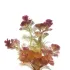 Cabomba piauhyensis furcata