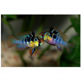 Apistogramma ramirezi