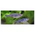 Brachydanio Rerio - Danio Zebrato 3-3,5 cm
