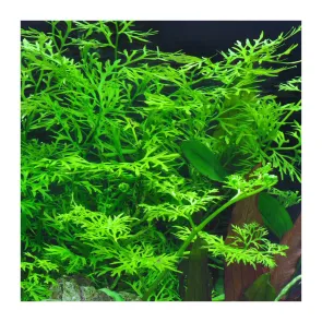 Ceratopteris thalictroides pianta acquario 2