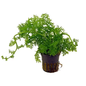 Ceratopteris thalictroides pianta acquario