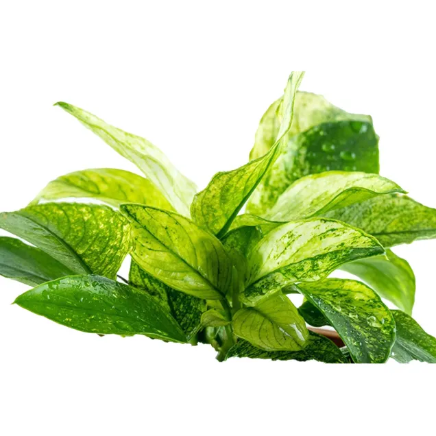 Anubias Nana Pinto - pianta rara per acquari