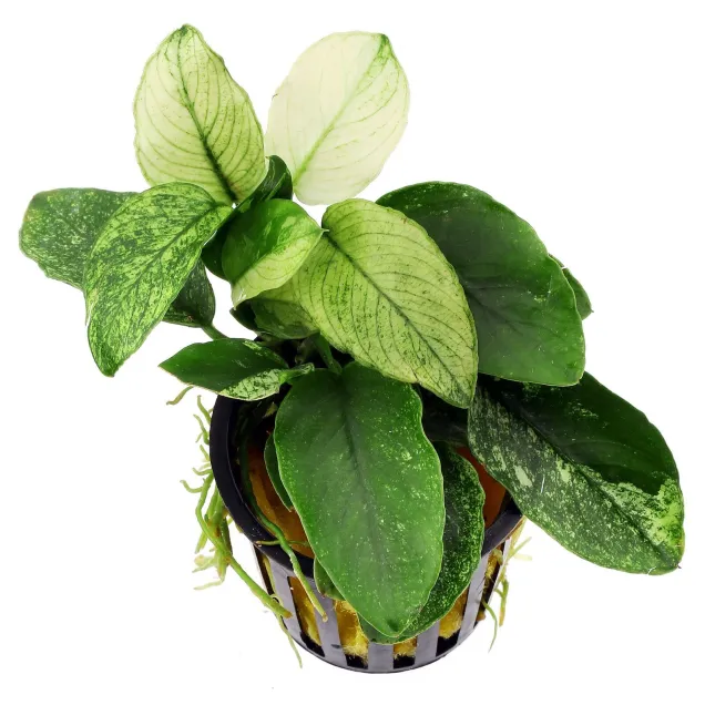 Anubias Nana Pinto - pianta rara per acquari