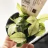 Anubias Nana Pinto - pianta rara per acquari