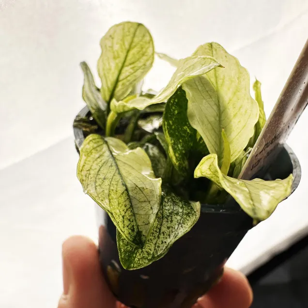 Anubias Nana Pinto - pianta rara per acquari