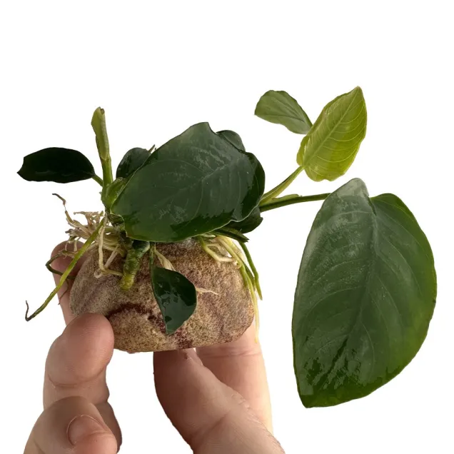 Anubias su roccia arcobaleno - composizione