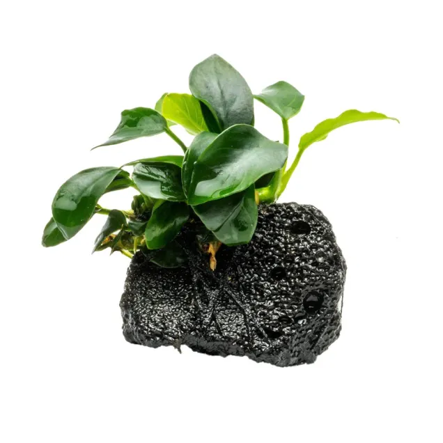 Anubias barteri var Nana su roccia lavica