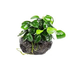 Anubias barteri var Nana su roccia lavica