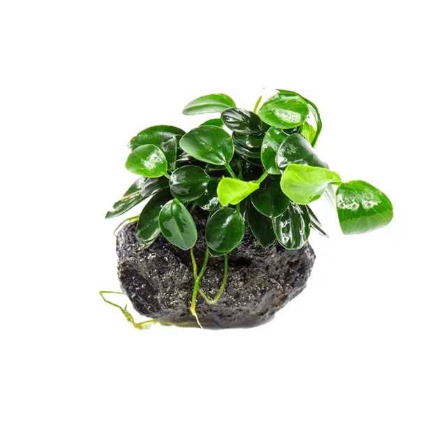 Anubias barteri var Nana su roccia lavica