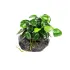 Anubias barteri var Nana su roccia lavica