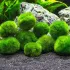 Cladophora aegagropila muschio d'acquario Marimo moss