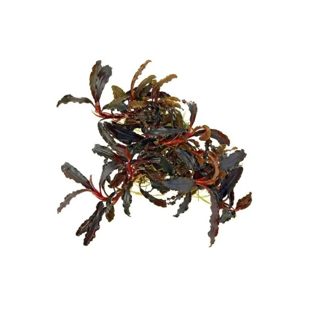 Bucephalandra Kedagang in vitro