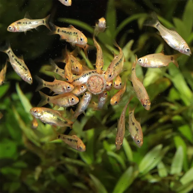 JBL Pronovo Tab M - Mangime in pastiglie per pesci da fondo d'acquario