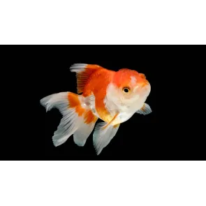 Oranda Testa di leone 6-9 cm