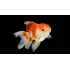 Oranda Testa di leone 6-9 cm Oranda Testa di leone 6-9 cm