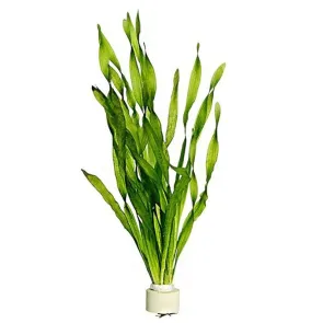 Vallisneria Spiralis Torta