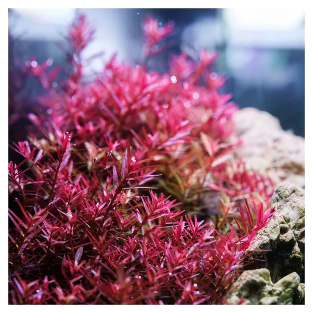 Twinstar Light G plafoniera a ledresa per le piante ottimale