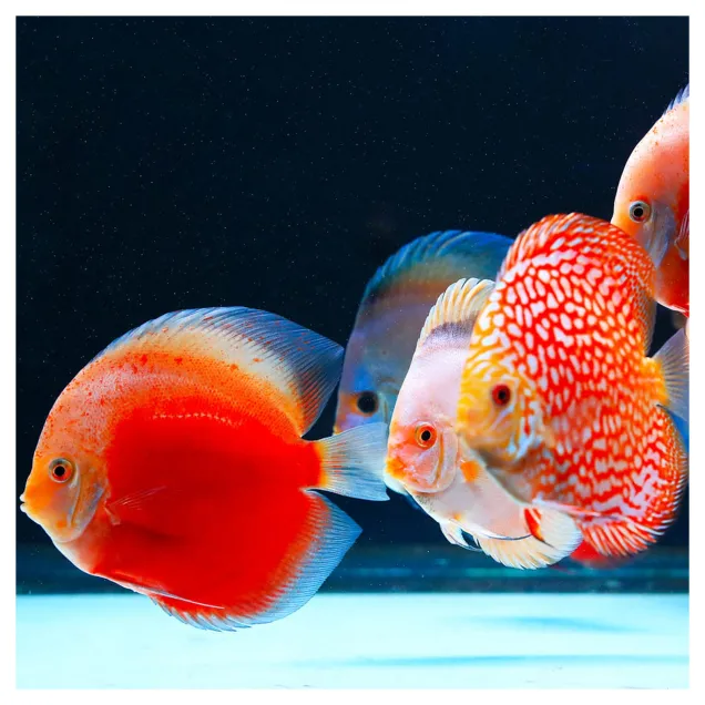 Twinstar Light G plafoniera a led resta cromatica sui pesci