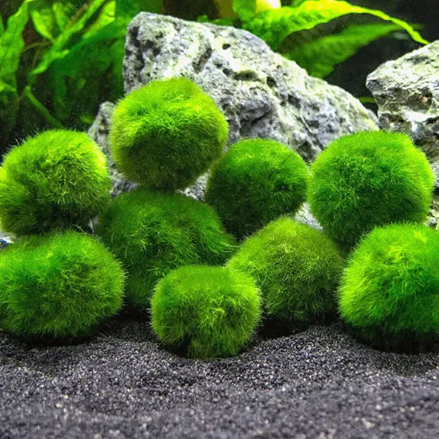 Marimo moss alga palla 2-3 cm