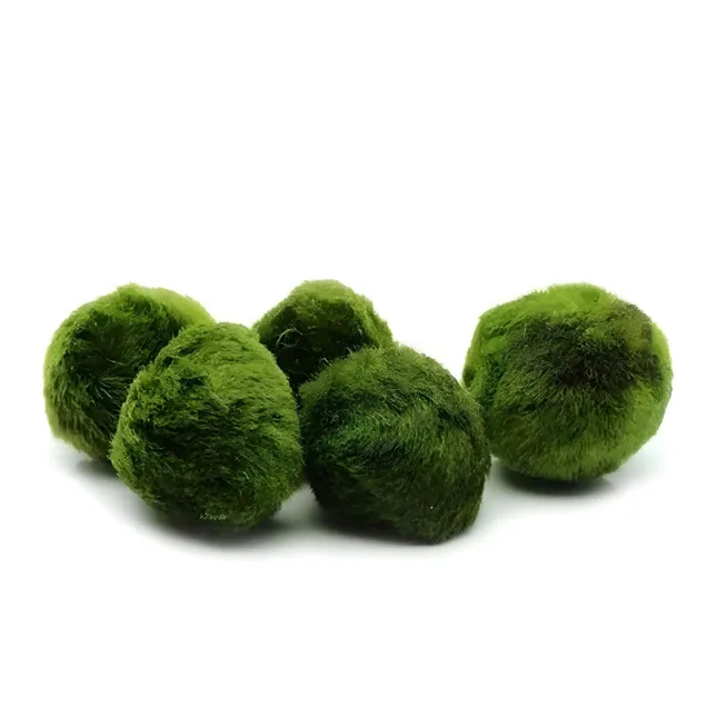 Marimo moss alga palla 2-3 cm