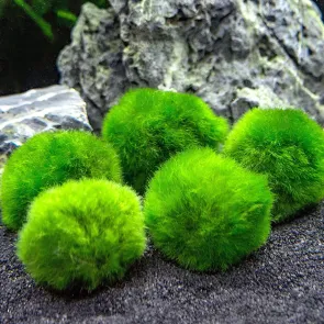 Marimo moss alga palla 2-3 cm
