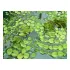 Salvinia auriculata pianta galleggiante antialghe in vitro