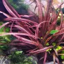 Cryptocoryne spiralis Tiger \'Pink\' in vitro