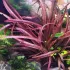 Cryptocoryne spiralis 'Red' in vitro