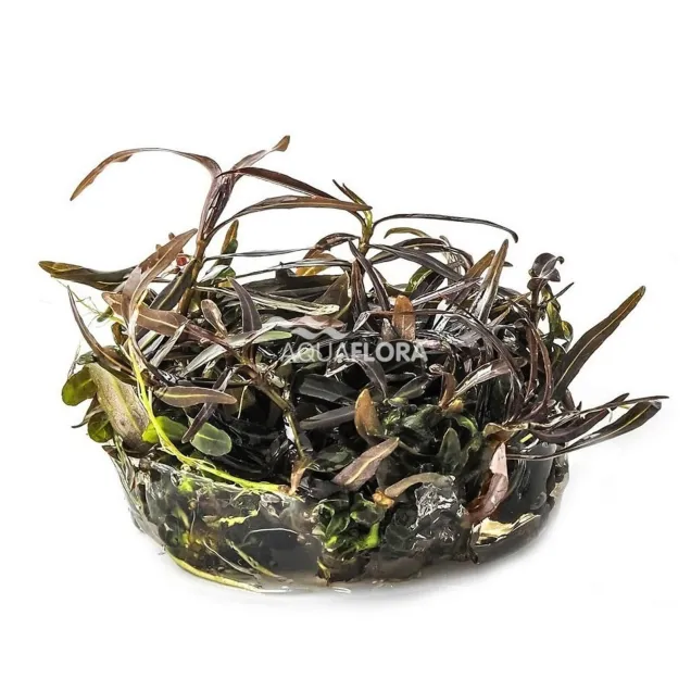 Hygrophila lancea Araguaia in vitro