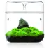 Bioloark Wabi-Kusa Set terrario completo con LED