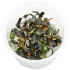 Bucephalandra sp. Red in vitro