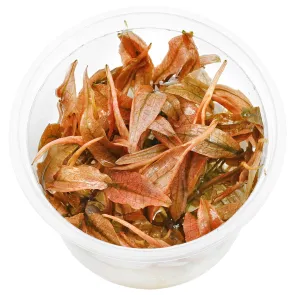 Cryptocoryne wendtii Flamingo - In Vitro Cup