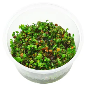 Marsilea hirsuta in Vitro cup