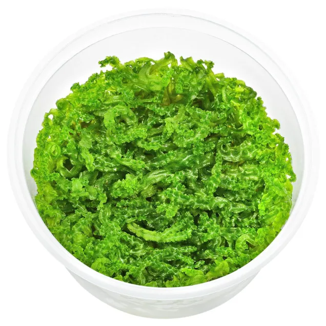 Monosolenium tenerum in Vitro Cup Ex Pellia moss