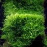 Taxiphyllum barbieri (Java Moss) in vitro cup – Muschio di Giava per Acquari