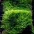 Taxiphyllum barbieri (Java Moss) – Muschio Verde per Acquari di Alta Qualità