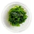Taxiphyllum barbieri (Java Moss) – Muschio Verde per Acquari di Alta Qualità