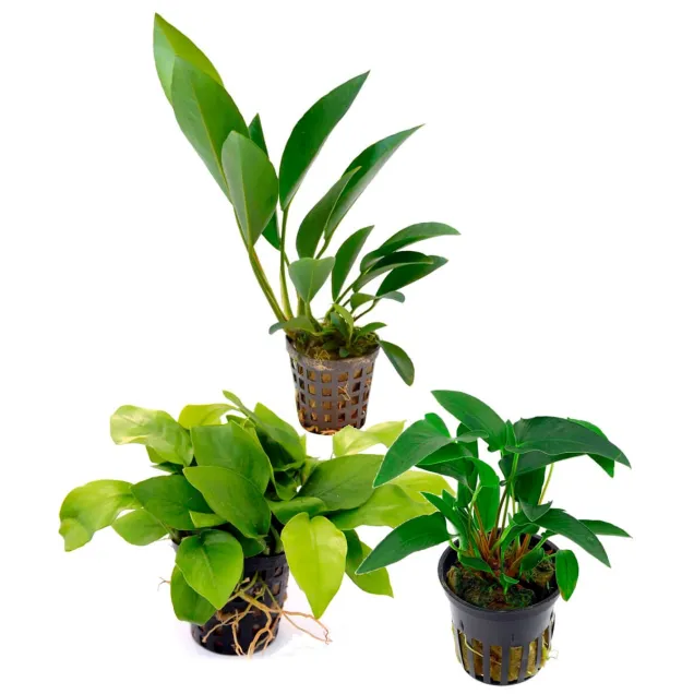 Assortimento Piante Miste 10+3 in Omaggio – Confezione Speciale per Acquari