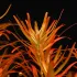 Rotala rotundifolia Blood Red