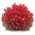 Rotala rotundifolia Blood Red