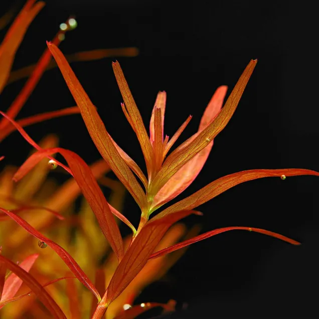 Rotala rotundifolia Blood Red
