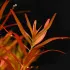 Rotala rotundifolia Blood Red