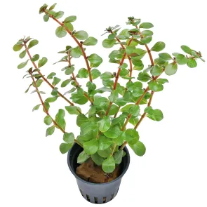 Rotala rotundifolia Blood Red 2