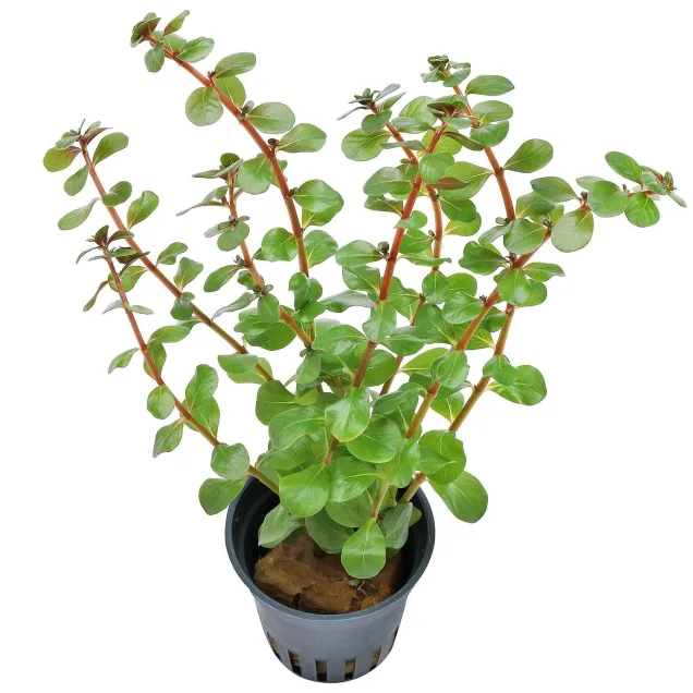 Rotala rotundifolia Blood Red