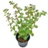 Rotala rotundifolia Blood Red