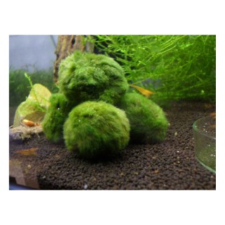 Cladophora muschio taglia S