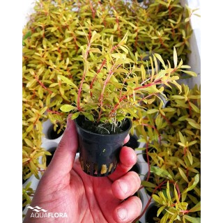 Nesaea pedicellata 'Golden'