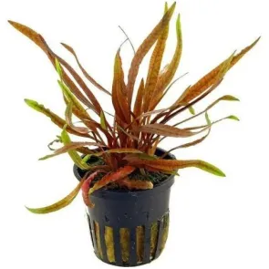Cryptocoryne spiralis Tiger